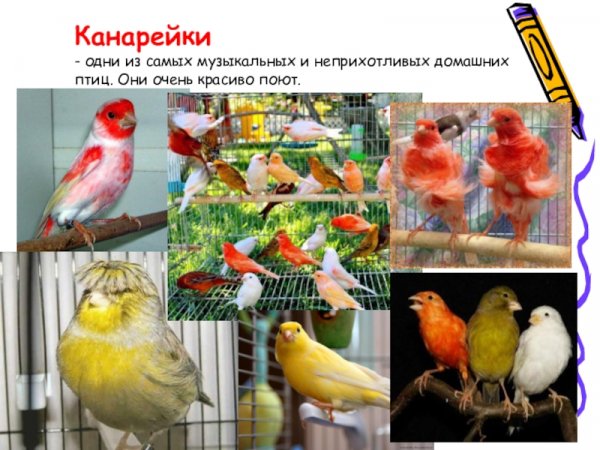 Канарейка
