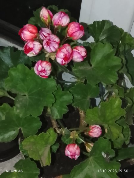 Герань тюльпановидная