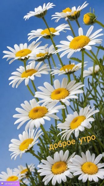 Доброе Утро!