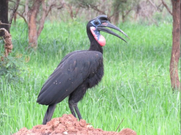 Абиссинский рогатый Ворон