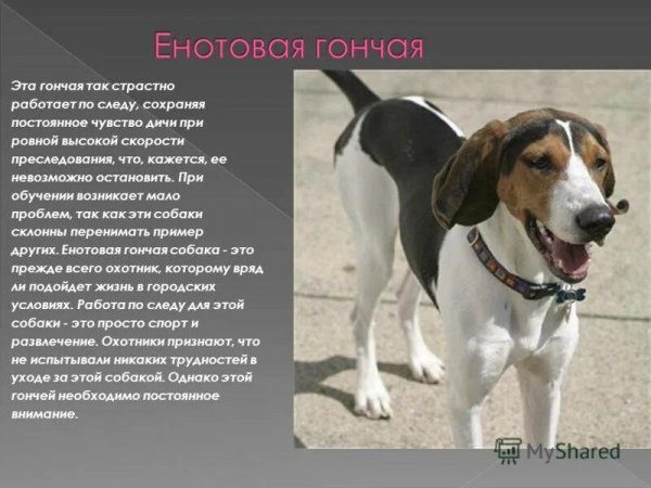 Енотовая гончая