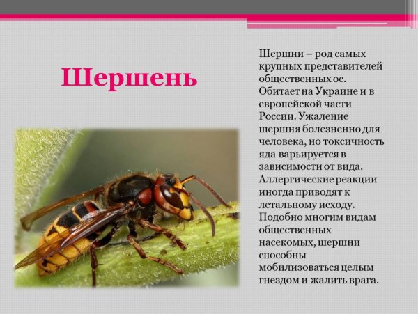 Шершень