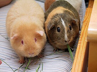 px-Two adult Guinea Pigs (Cavia porcellus)
