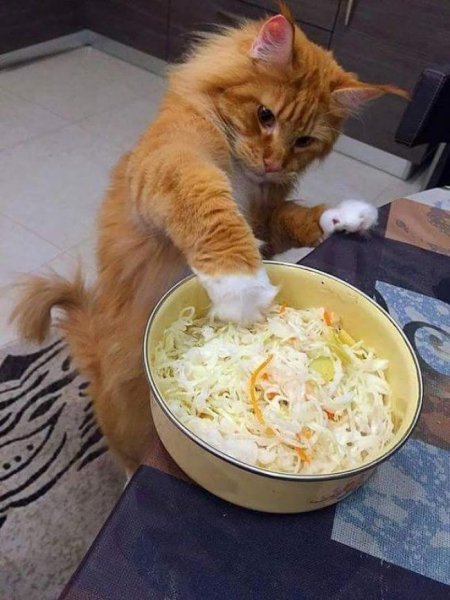 Обаятельные кошечки Питомцы