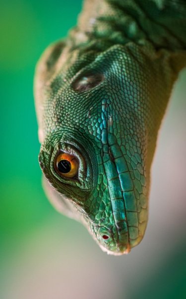 fhdmacro279