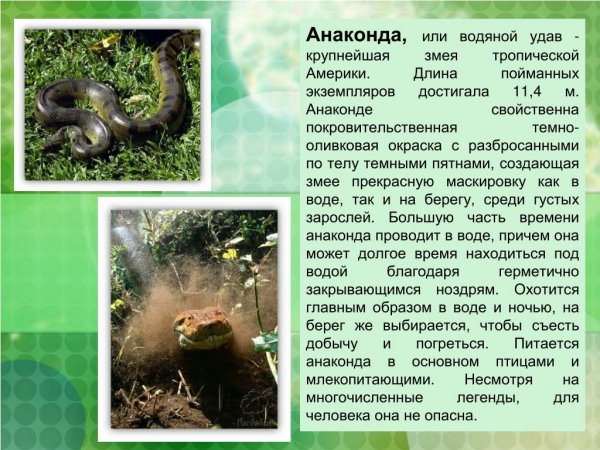 Анаконда