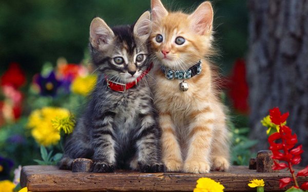 cute-cat-wallpapers-kitten