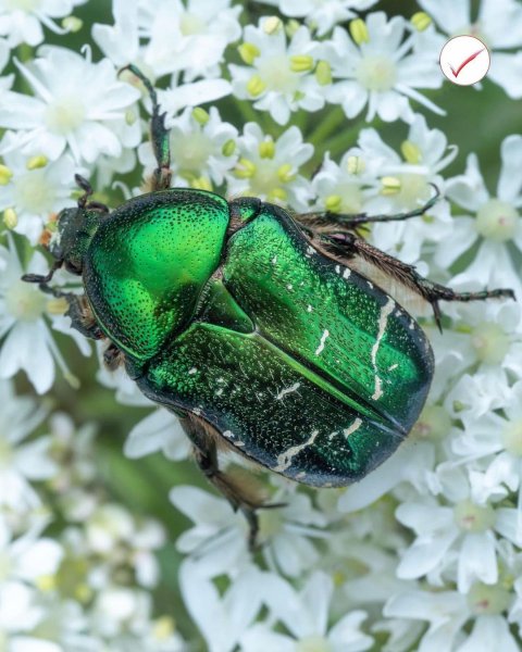 21-46-30-235965948 427394815213809 5260078500507419070 n