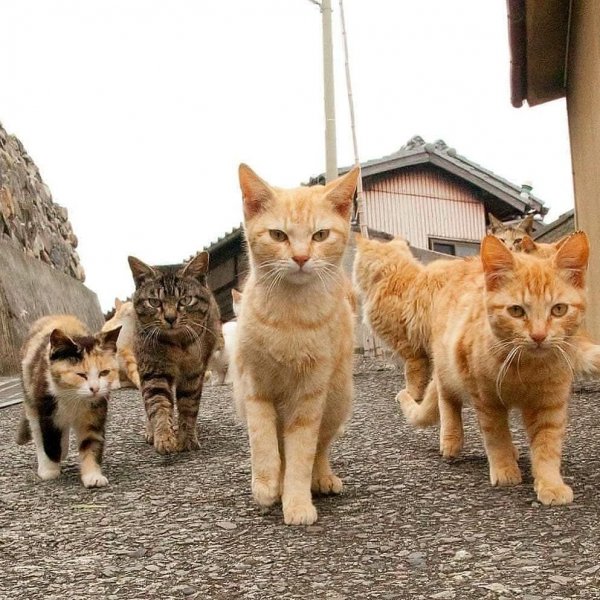 Котейкина банда
