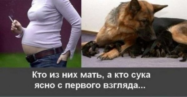 wap sasisa ru