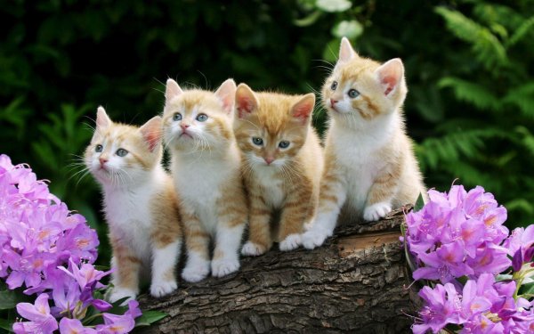 cute-baby-cats-wallpaper 1