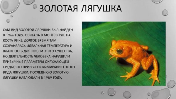 Золотая лягушка