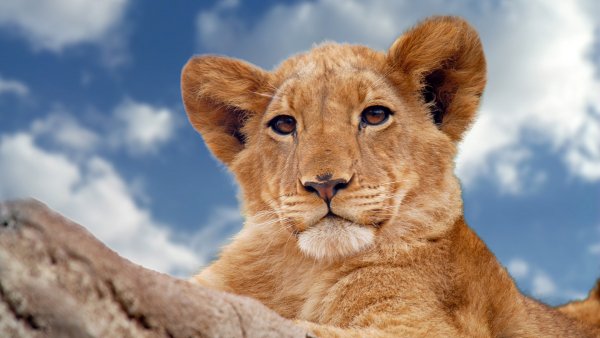 Lion-predator-4k-57-3840x2160