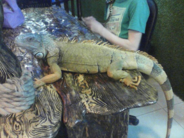 Красивая Игуана