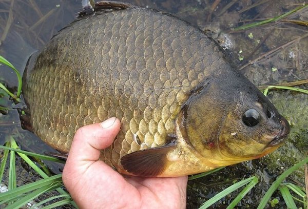 Советы охотнику на карася