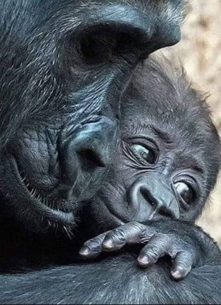 9fe82eb0b3e515e2f2aab4ab4271551f