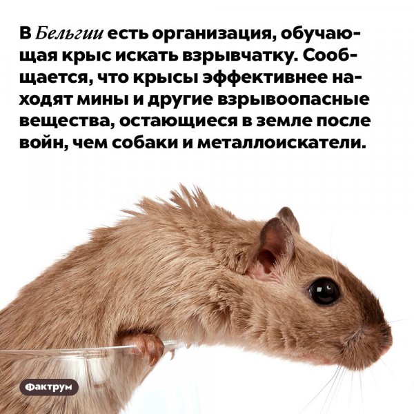 Интересный факт