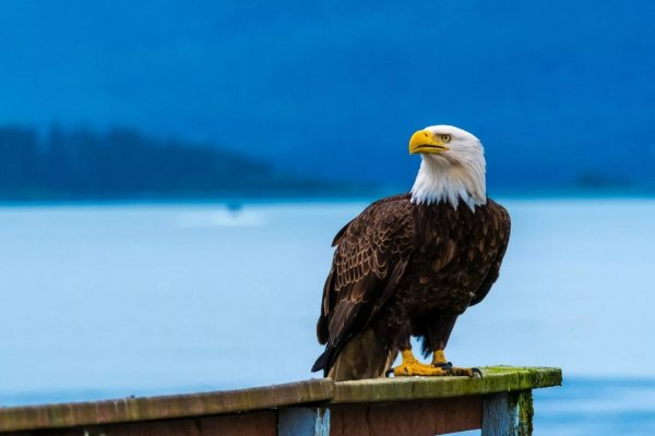 CRcS5GKdDM78L728pAmbn XWfJfkVz YoBG9WipL6F9IENVejN4nCSjy1n9T