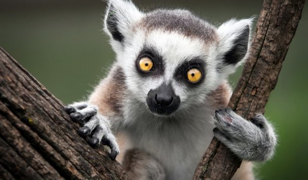 ring-tailed-lemur-obezyana