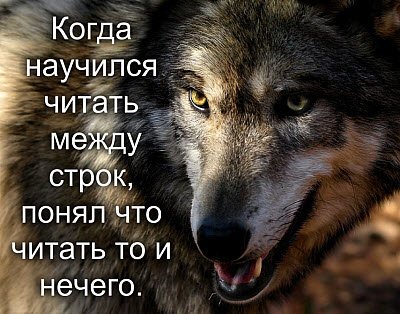 mem -volk -kogda-nauchilsya-chitat-mezhdu-strok-po