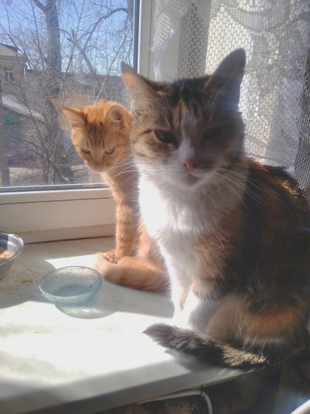 Марійка і Рижик,найкращі були друзі