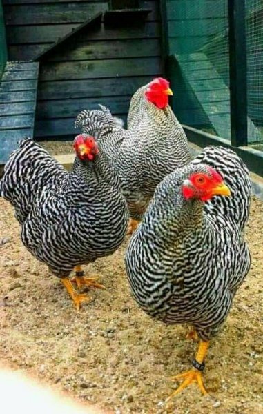 image - 2021-07-14T020044.151