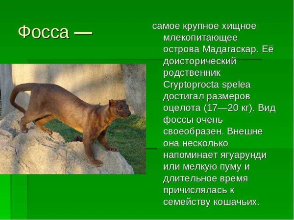 Фосса