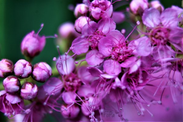 62d15e1be09b9 IMG 6202