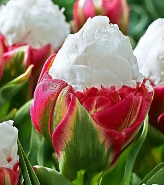 Тюльпан-мороженное