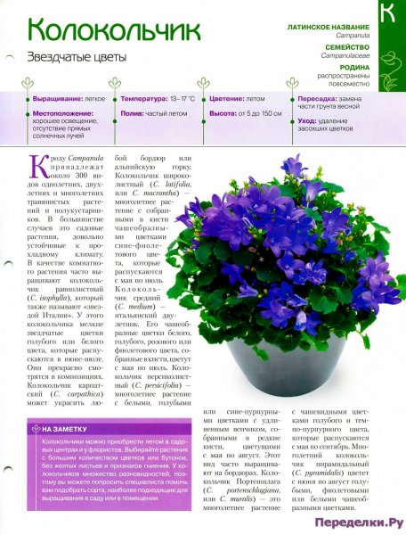 Колокольчик