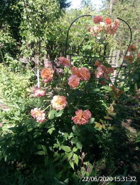 IMG 20200622 153132