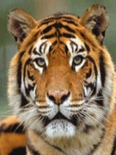 x320 tiger