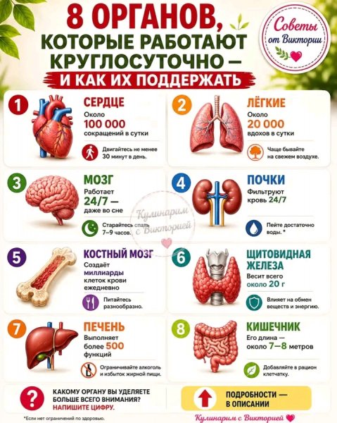 Органы человека