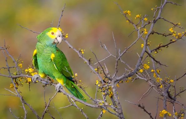 Popugai-vetki-tsvety