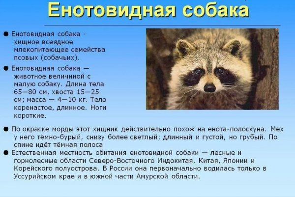 Енотовидная собака