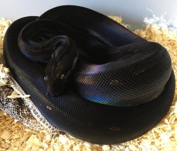 Bc966471db8ea42124862914848dfe95