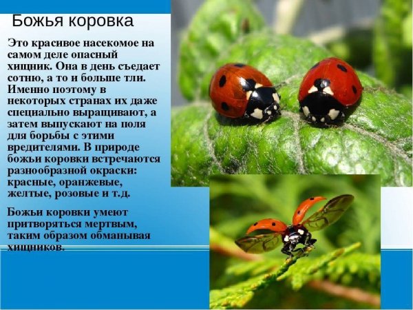 Божья коровка