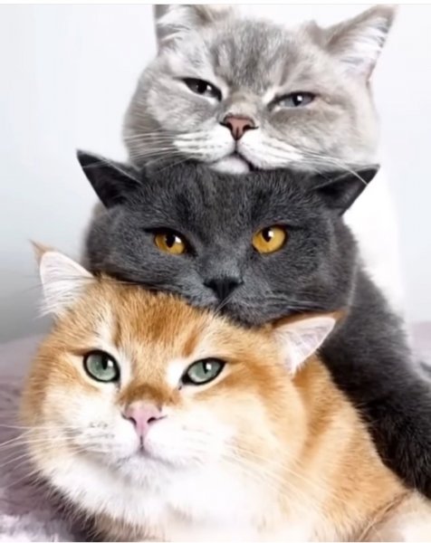 КОШКИНЫ МАТРЁШКИ;)