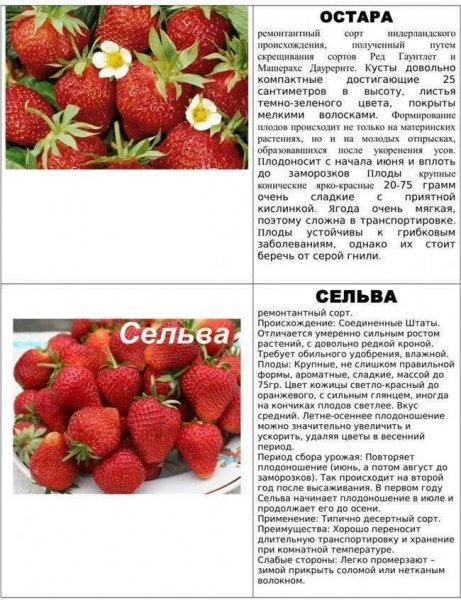 Для нашего сада