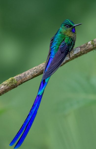 Image 133587 1599908733-