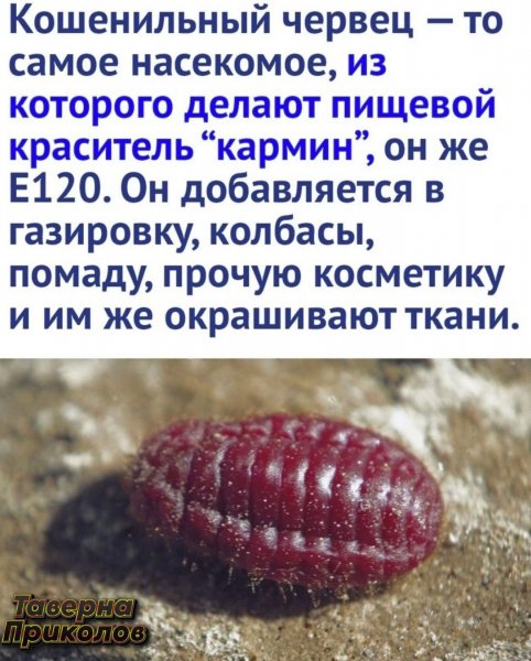 Кошенильный червец