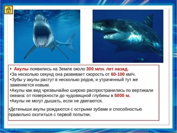 Акулы