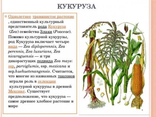 Кукуруза