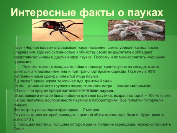 Интересные факты о пауках