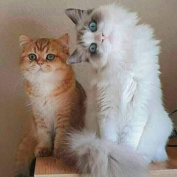 20-39-46-232392779 383765519841950 5499486917768523402 n