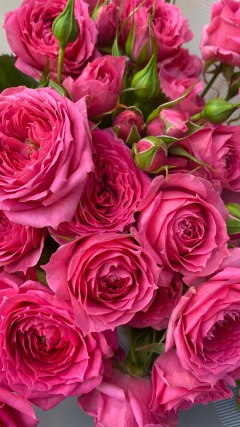 Pink roses