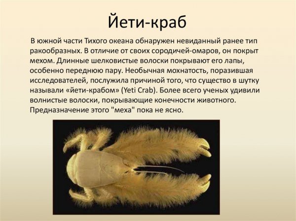 Йети - краб