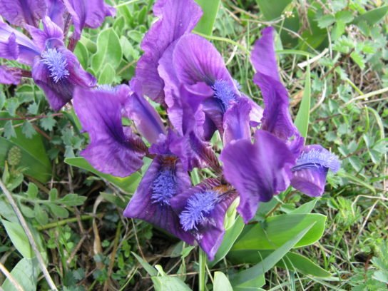 Iris-bezlistiy-544x408