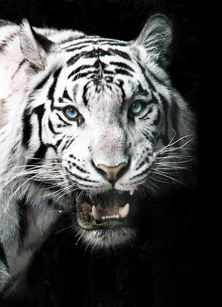 50 tiger