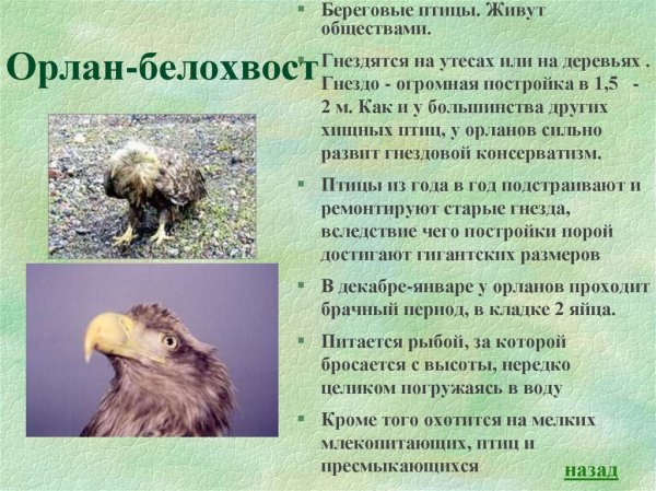 Орлан белохвост